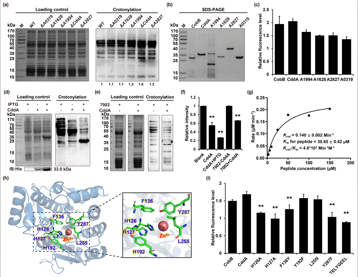 藍細菌賴氨酸巴豆酰化調控酶的鑒定與功能機制研究進展